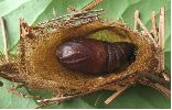 Isabelle (Graellsia isabellae), cocon ouvert, photo 2