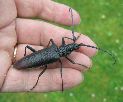 exemple de Cerambyx cerdo (femelle)