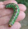 Sphinx du pin (Hyloicus pinastri) chenille &agrave; terme