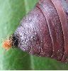 Isabelle (Graellsia isabellae), chrysalide m&acirc;le, photo1