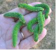 groupe de chenilles de jasius au dernier stade (photo 1)