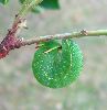 chenille de Charaxes jasius en pr&eacute;-nymphose (photo 1)