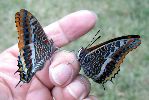Charaxes jasius en main, sur le vif (photo 1)