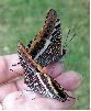 Charaxes jasius en main, sur le vif (photo 2)