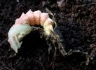 Lampyre ou ver luisant (Lampyris noctiluca),  nymphe m&acirc;le juste form&eacute;e, photo 1.