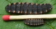 Lampyre ou ver luisant (Lampyris noctiluca), comparaison des tailles larvaires  des m&acirc;les et femelles.