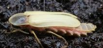 Lampyre ou ver luisant (Lampyris noctiluca)  imago m&acirc;le, photo 2.