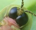 Lampyre ou ver luisant (Lampyris noctiluca)  d&eacute;tail des yeux sur imago frais n&eacute;.