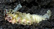 Lampyre ou ver luisant (Lampyris noctiluca) mue imaginale d'une femelle, 2e s&eacute;rie, photo 1.