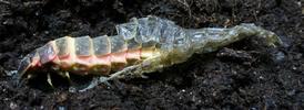 Lampyre ou ver luisant (Lampyris noctiluca) mue imaginale d'une femelle, 2e s&eacute;rie, photo 3