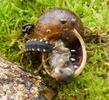 Lampyre ou ver luisant (Lampyris noctiluca), larve mangeant un  gros escargot, photo .