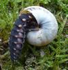 Lampyre ou ver luisant (Lampyris noctiluca), larve mangeant un escargot des dunes, photo 2.