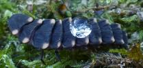 Lampyre ou ver luisant (Lampyris noctiluca),  anti-adh&eacute;sivit&eacute; du t&eacute;gument, photo 4.