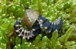 Lampyre ou ver luisant (Lampyris noctiluca), 2 larves attabl&eacute;es sur le m&ecirc;me escargot.
