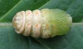 Bombyx laineux (Eriogaster lanestris), chrysalide tout juste form&eacute;e.