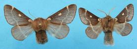 Bombyx laineux (Eriogaster lanestris), couple &eacute;tal&eacute; (collection).