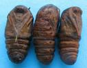 Bombyx laineux (Eriogaster lanestris), chrysalides.