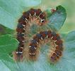 Bombyx laineux (Eriogaster lanestris),  chenilles au dernier stade larvaire (5e).