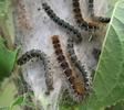 Bombyx laineux (Eriogaster lanestris),  chenilles sur leur nid, photo 1.