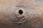 Bombyx laineux (Eriogaster lanestris), détail d'un orifice aérifère, photo 3.
