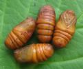 Bombyx laineux (Eriogaster lanestris), chrysalides matures.