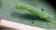 jeune chenille (L3) de Sphinx du peuplier.