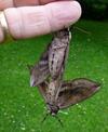Sphinx du troène (Sphinx ligustri), accouplement en "suspension".
