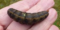 Sphinx du liseron (Agrius convolvuli)  chenille en pr&eacute;nymphose, et en main.
