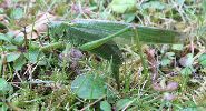 femelle de Locuste &agrave; pondre (photo 3)