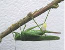 femelle de locuste avec spermatophore (photo 2)
