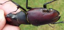 Lucane cerf-volant (Lucanus cervus), exemple de "blessures" infligée sou reçues lors de combats entre mâles, photo 3.