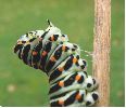 chenille de machaon en pré-nymphose: confection de la ceinture de soie (photo 2)