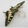 nourrissage artificiel de Machaon, photo 1