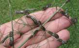 Machaon (Papilio machaon) groupe de chenilles au 4e stade (en main).