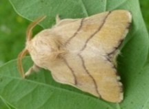 Bombyx à bague ou Livrée des arbres (Malacosoma neustria)  papillon adulte.
