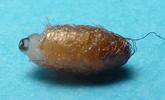Bombyx &agrave; bague ou Livr&eacute;e des arbres (Malacosoma neustria),  larve de Braconid&eacute; parasite, photo 1.