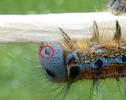 Bombyx &agrave; bague ou Livr&eacute;e des arbres (Malacosoma neustria)  gros pla n de chenille, photo 4.