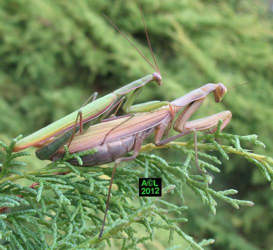 La Mante Religieuse Mantis Religiosa Biologie Et D veloppement 