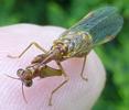 Mantispe de Styrie(Mantispa styriaca) = Mantispe païenne (Manstispa pagana),  sur doigt, vue dorsale.