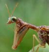 Mantispe de Styrie(Mantispa styriaca) = Mantispe païenne (Manstispa pagana),  avant-corps en position typique.