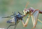 Mantispe de Styrie(Mantispa styriaca) = Mantispe païenne (Manstispa pagana),  mangeant une mouche, gros plan, photo 1.