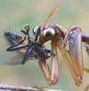 Mantispe de Styrie(Mantispa styriaca) = Mantispe païenne (Manstispa pagana),  mangeant une mouche, gros plan, photo 2.
