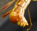 Mantispe de Styrie(Mantispa styriaca) = Mantispe païenne (Manstispa pagana), détail de la glande émettrice de phéromones.