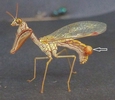 Mantispe de Styrie(Mantispa styriaca) = Mantispe païenne (Manstispa pagana), localisation de la glande émettrice de phéromones.