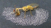 Mantispe de Styrie(Mantispa styriaca) = Mantispe païenne (Manstispa pagana),  femelle sur sa ponte.