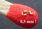 Mantispe de Styrie(Mantispa styriaca) = Mantispe païenne (Manstispa pagana), oeufs sur allumette étalon.