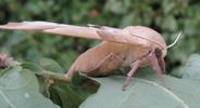 Sphinx du ch&ecirc;ne (Marumba quercus), profil, photo 1.