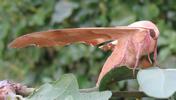 Sphinx du ch&ecirc;ne (Marumba quercus), profil, photo 2