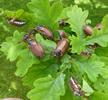 Hanneton commun (Melolontha melolontha), groupe d'adultes à manger (sur chêne).