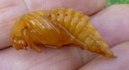 Hanneton commun (Melolontha melolontha),  nymphe en main, vue latérale.